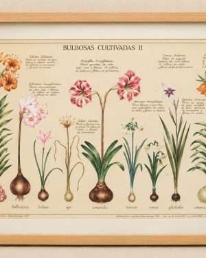 Lámina botánica española Bulbosas Cultivadas II