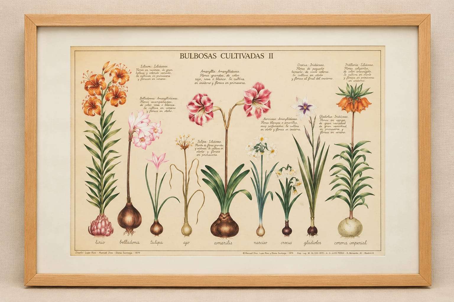 Lámina botánica española Bulbosas Cultivadas II